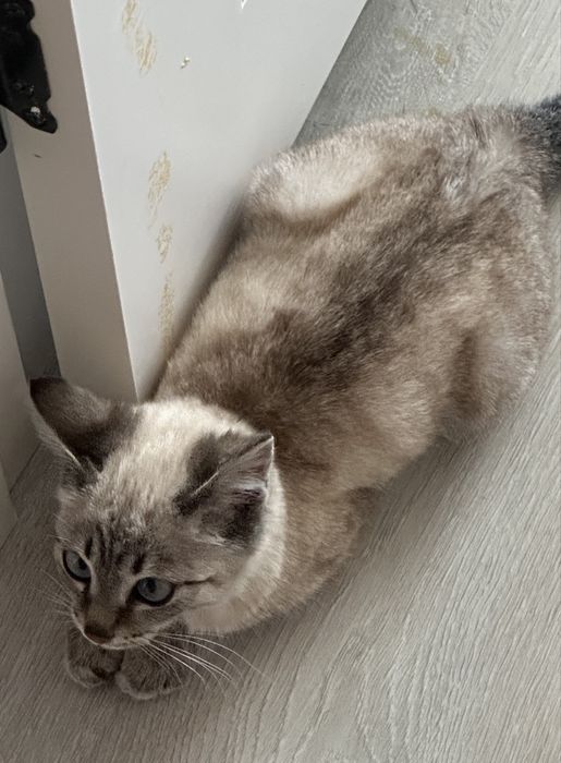 котенок девочка бесплатно