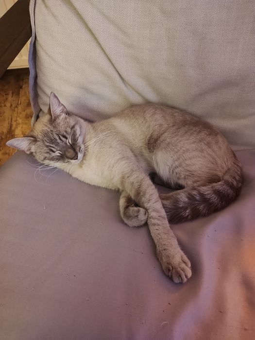 Pet sitter pisici