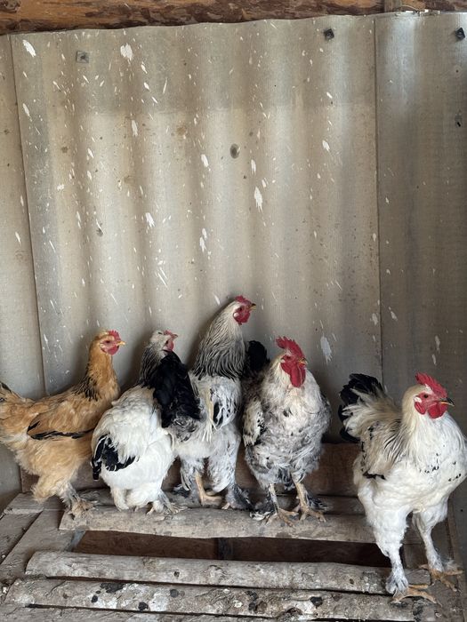 Тауық қораз 3000нан сауда бар