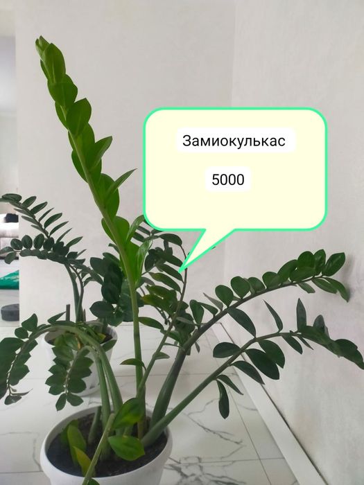 Диффенбахия, замиокулькас