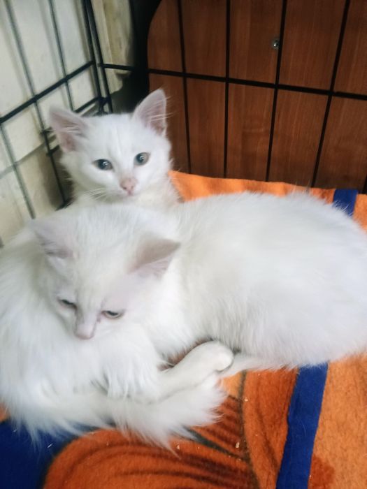 Отдам в добрые руки котят