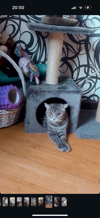 Ищем кота для кошечки!