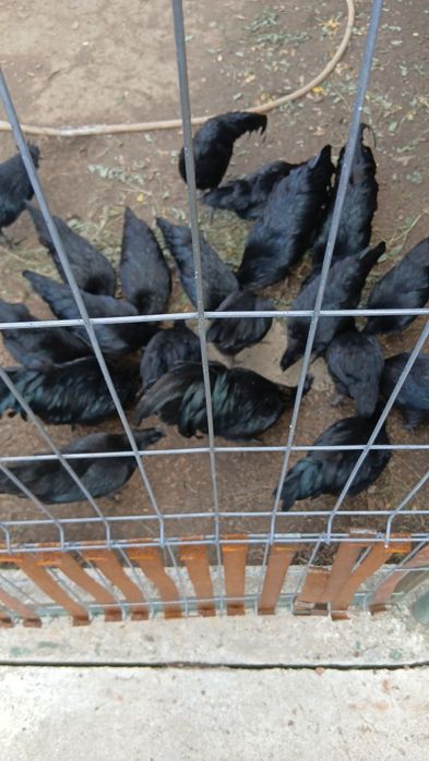 Vand gaini si cocosi cemani