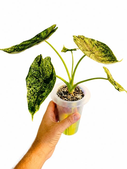 Alocasia Dragon Scale Mint