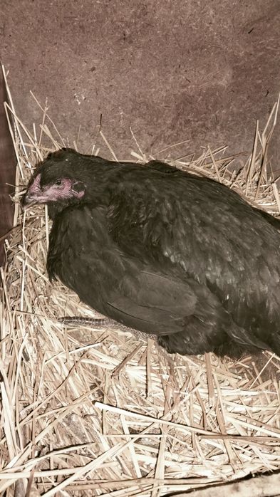 Дакан микенка отец привозной