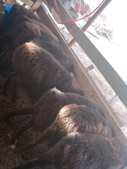 Тоқтылар сатылады.