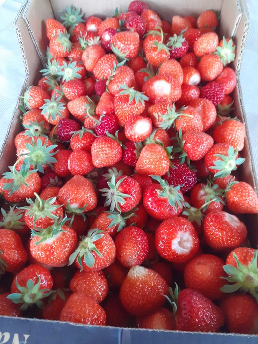 Приемам поръчка за разсад ягоди