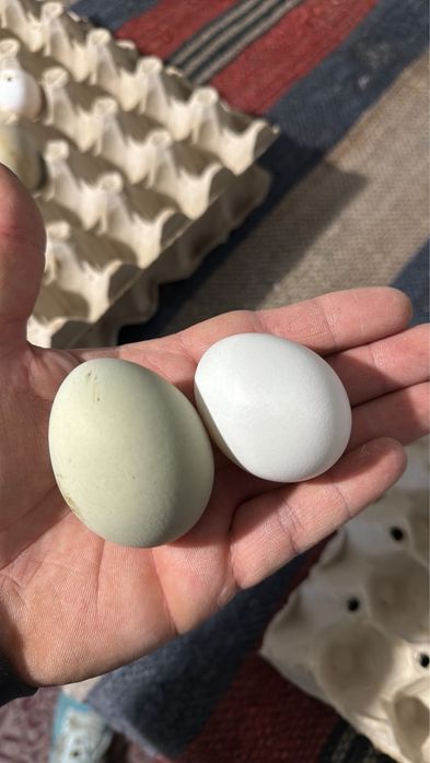 Заявки за Велик Ден