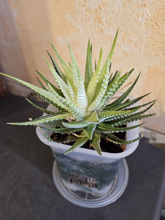 Продам комнатные растения