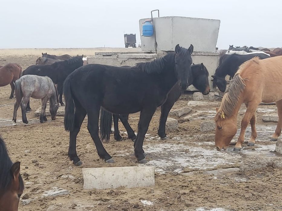 Продам лошадей оптом