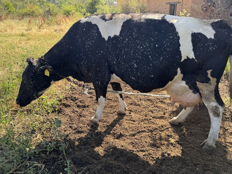 Продавам телни крави и юници