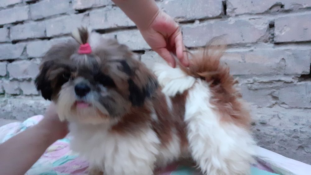 кобель ши-тцу на вязку