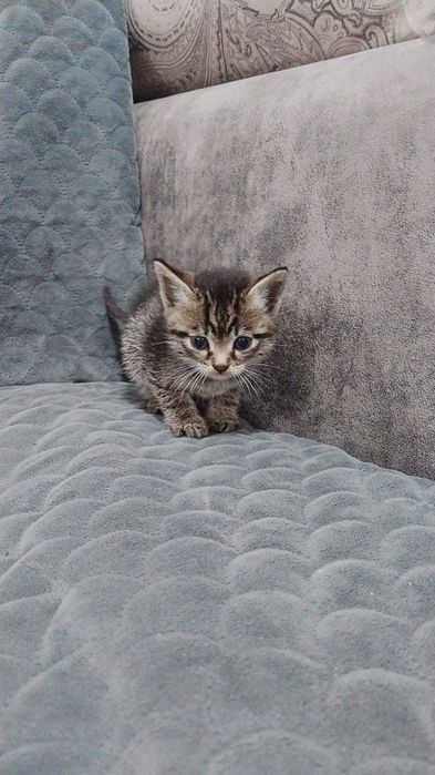 Отдам котят бесплатно