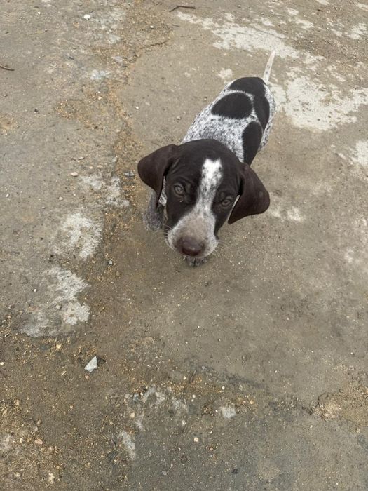 Курцхаар щенок 3 месяца