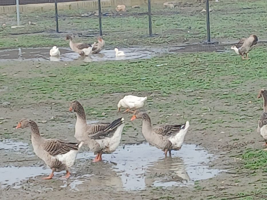 Vând boboci de gâscă Toulouse
