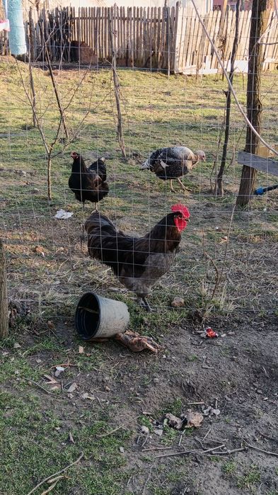 Oua de incubator australop