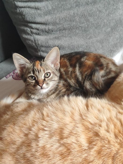 Отдаем котята в добрые руки