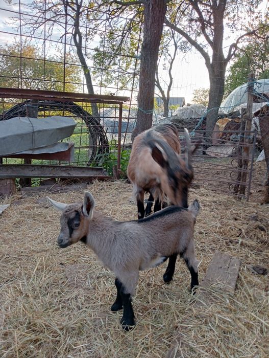 Vând capră cu iadă