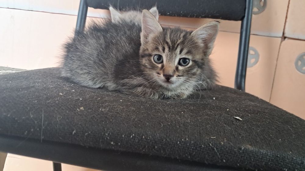 Животные отдам даром