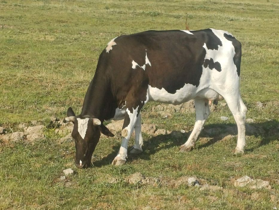 Vaca metis holstain