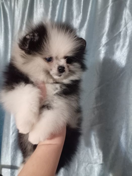 Продам щенка шпица