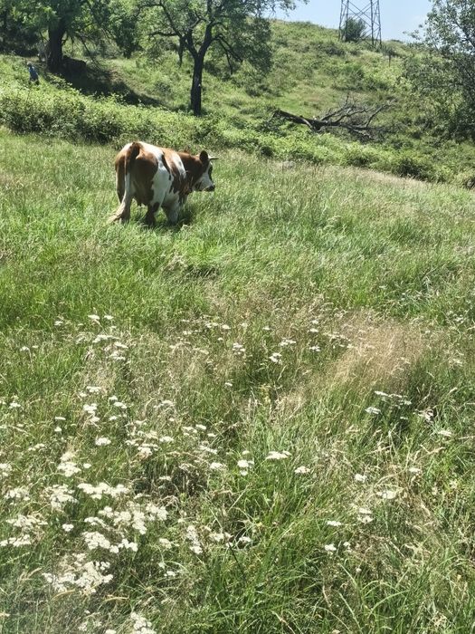 Vând 2 vaci și un taur de 2 ani