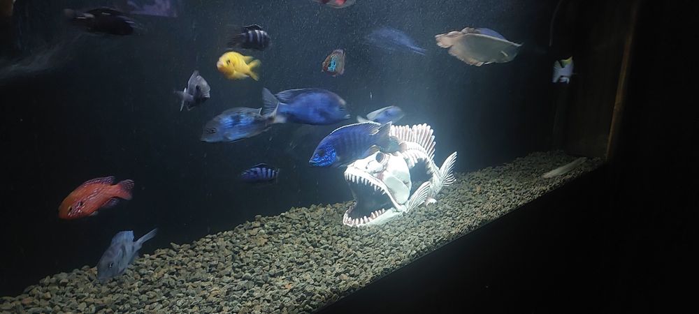 Продам аквариумных рыб