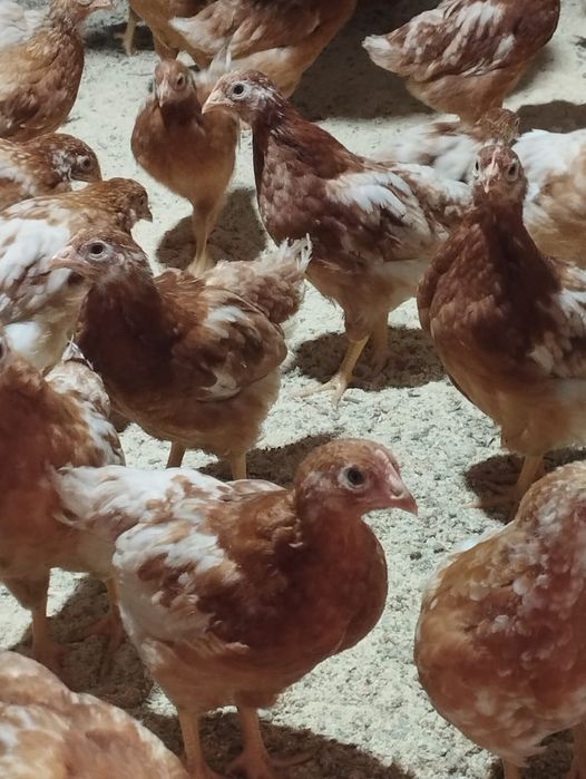 Продам цыплят ломан Браун
