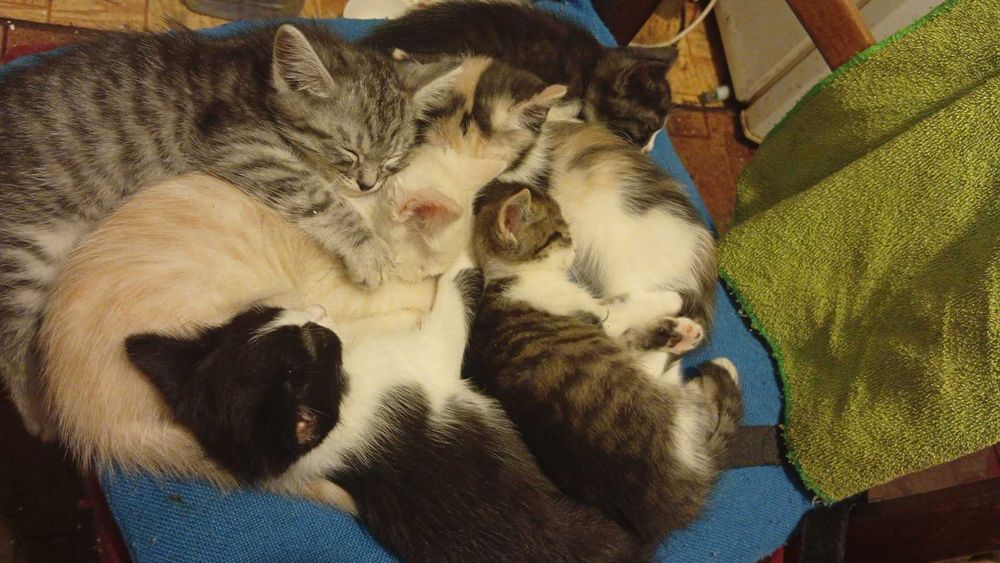 Продам гладкошерстных котят