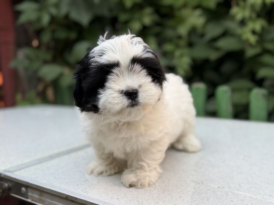 Shih Tzu femela!