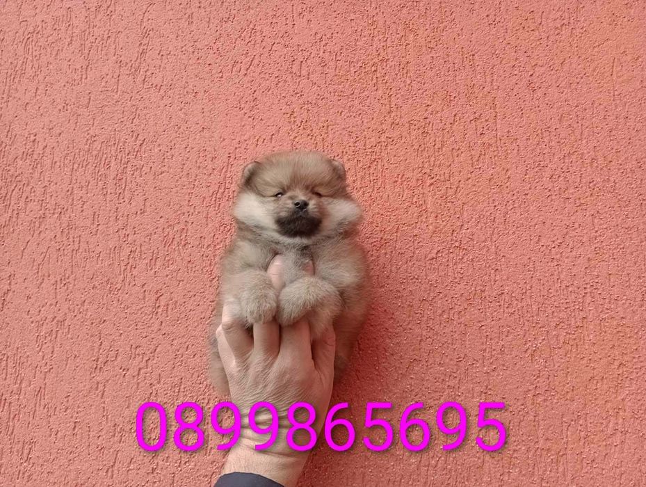 Мъжки Померан !!