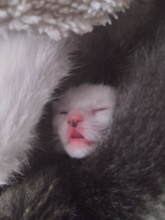 Отдаю котят в добрые руки