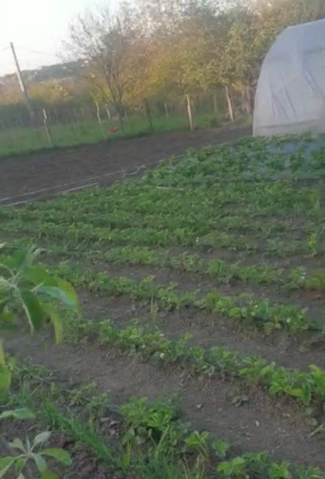 Vand stoloni de căpșuni