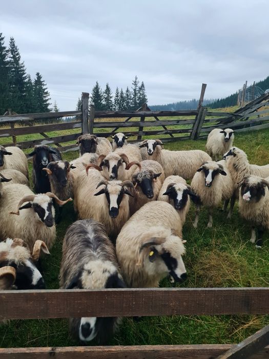 Vând optsprezece  oi și doi berbeci breji