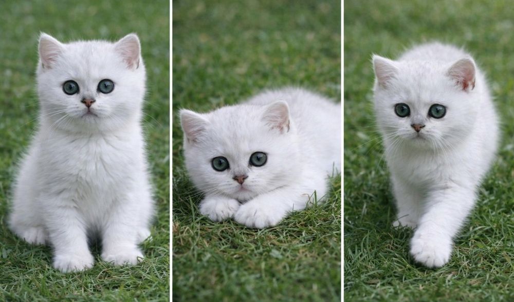 Котята Шиншиллы серебро