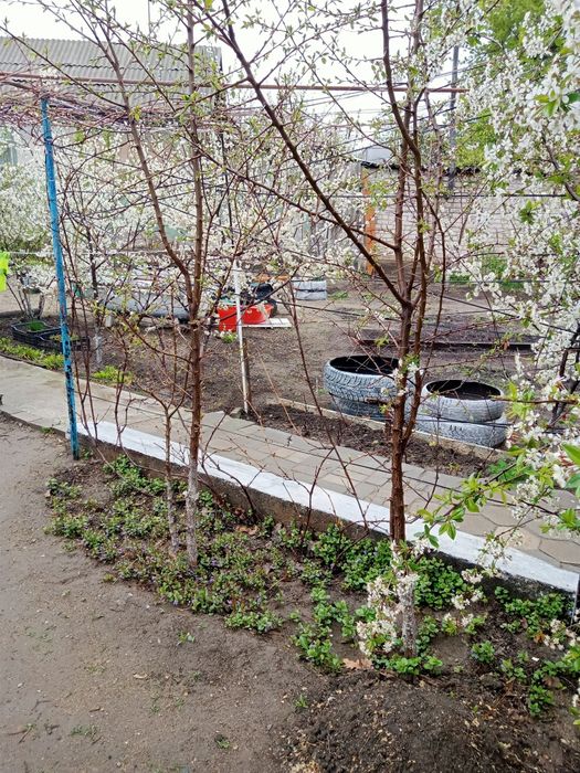 Продам деревья абрикос 2 летним