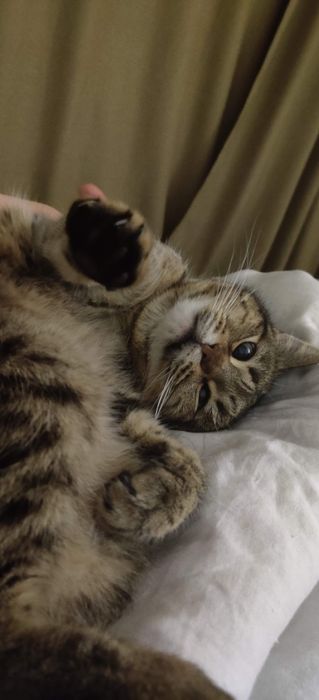 Ищем новую семью для кошки.