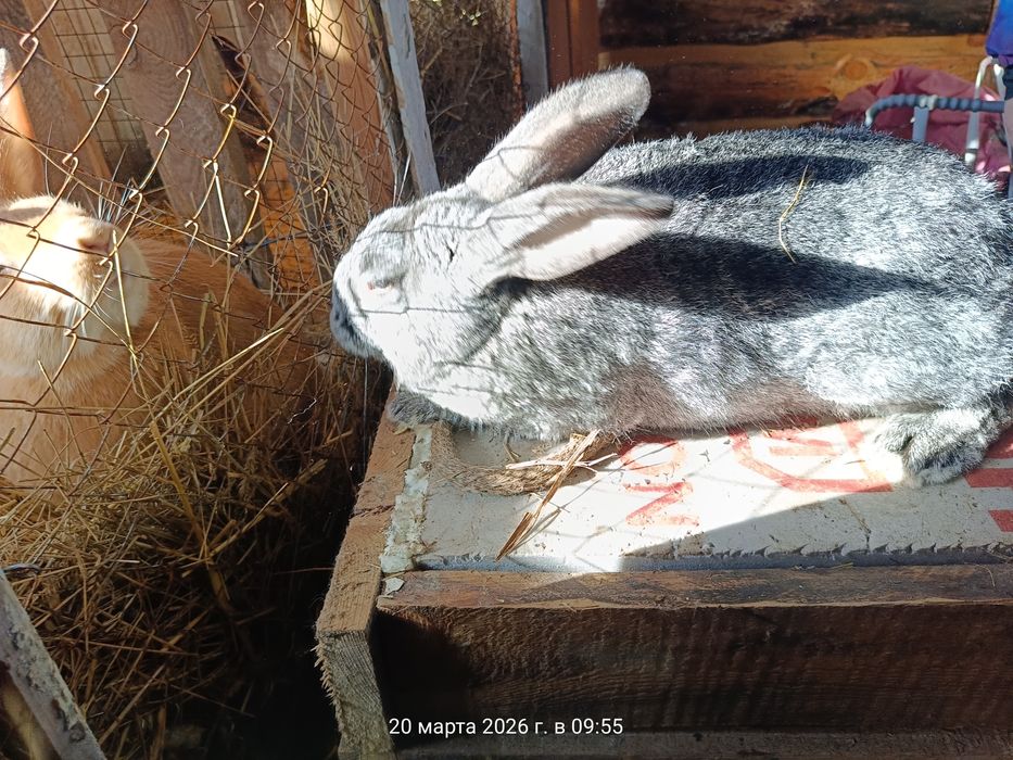 Продам кроликов!!!