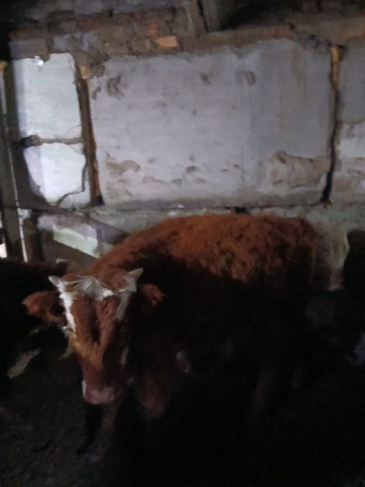 Продается бычки