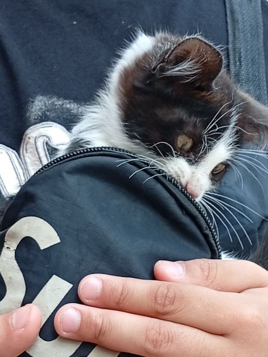 2котёнки 1мамаша