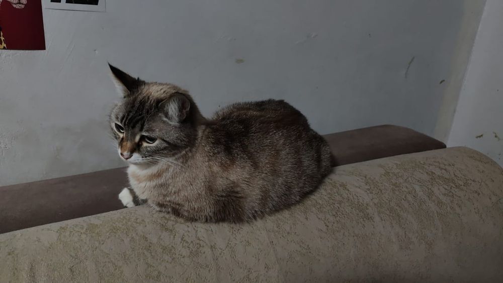 Ищем дом для котика