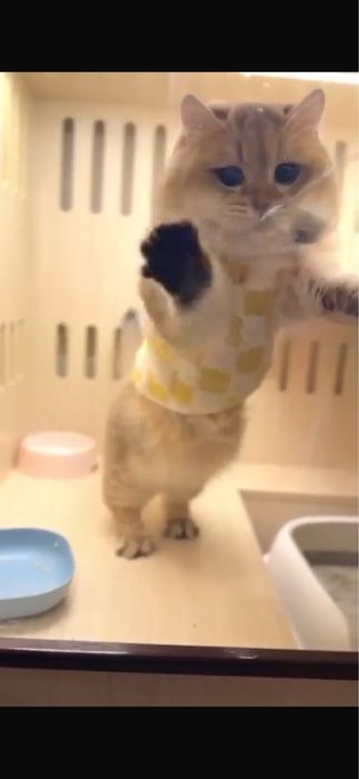 Vyazka male manchkin