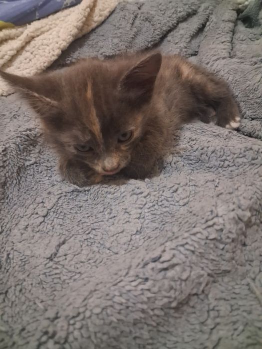 Отдаст котёнка девочку