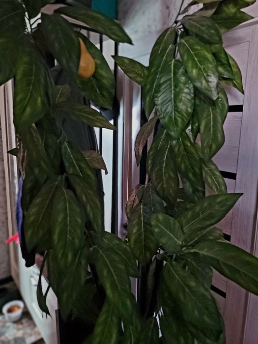 Красивые декаротивные деревья высотой 2метра читайте ниже