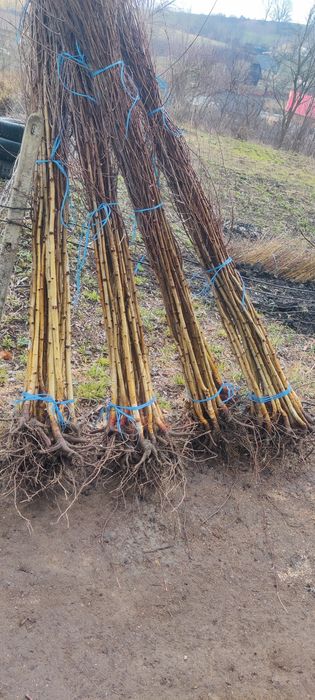 Salcâm frasin paltin fag carpen mesteacăn tei brad pin molid