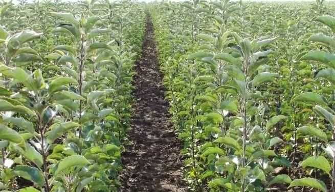 Vânzare pomi fructiferi 20 lei