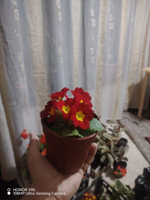 Honaki gullar sifatli va arzon manzil chinozda dastafkani gaplawmiz