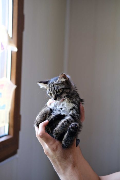 котята в любящую семью