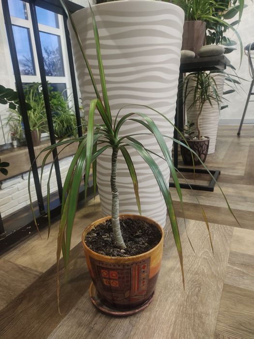 продам цветы для школы