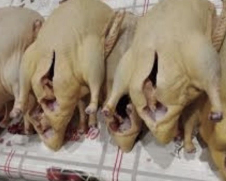 Продам домашних  гусей